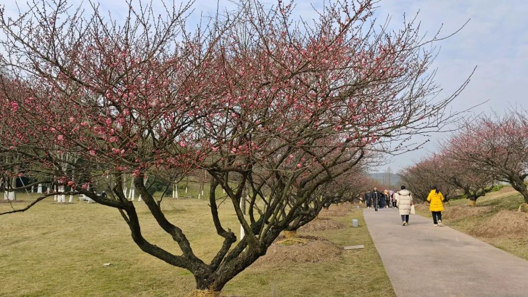 1738997206658426.jpg 67a46b62e4b083c4ab37c06b.jpg