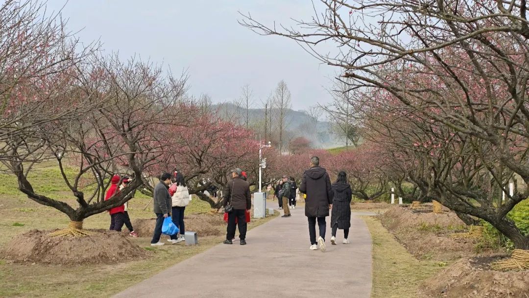 1738997383825806.jpg 67a46b65e4b083c4ab37c073.jpg