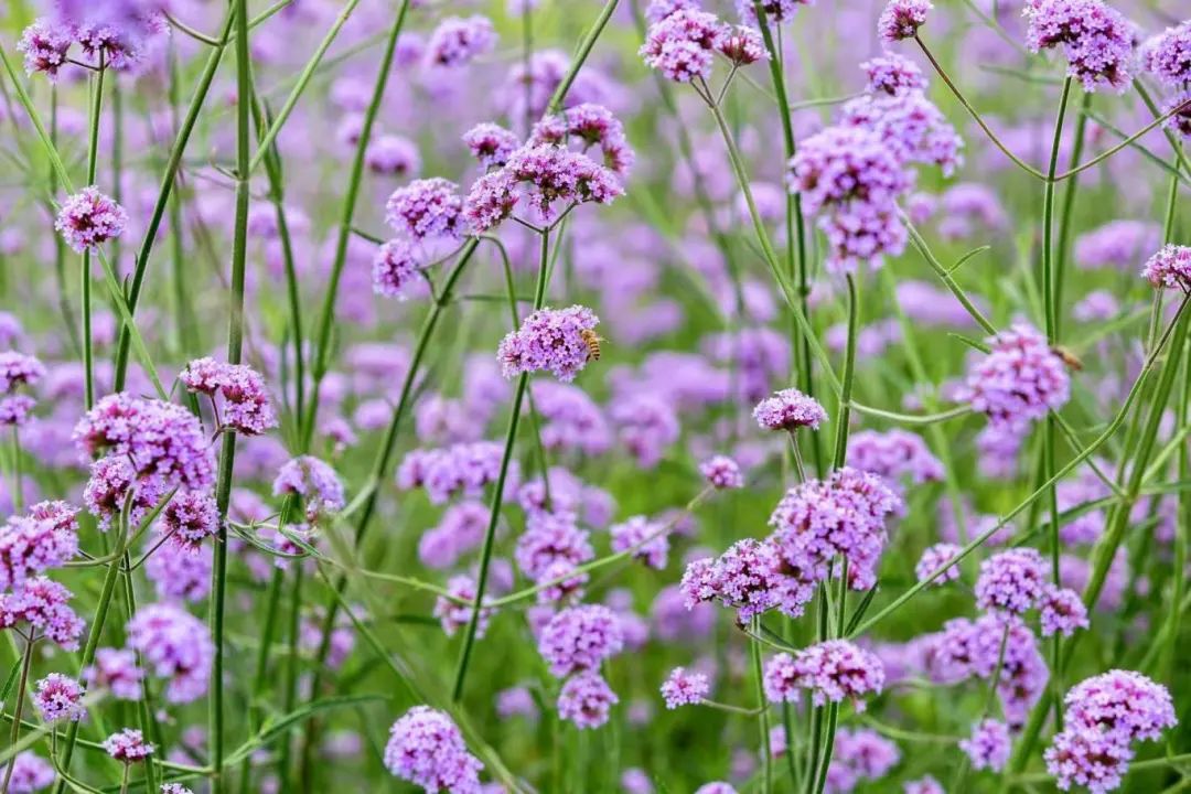 1750044149273980.jpg 微信圖片_20250616112139.jpg