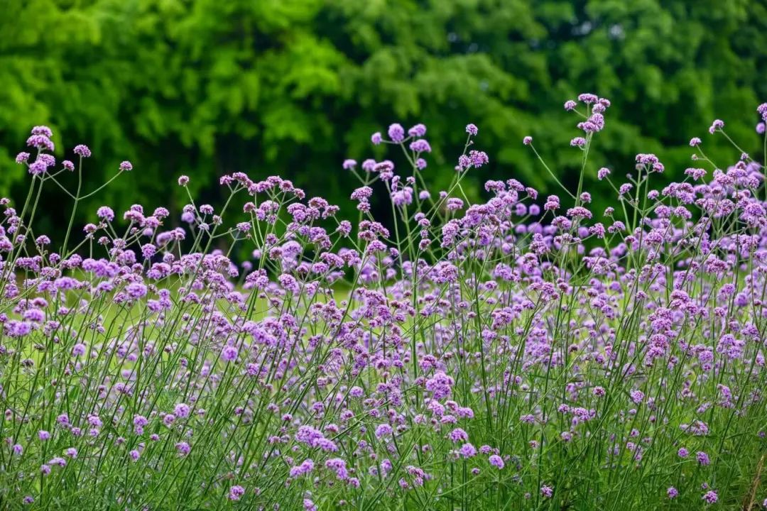 1750044162321048.jpg 微信圖片_20250616112136.jpg